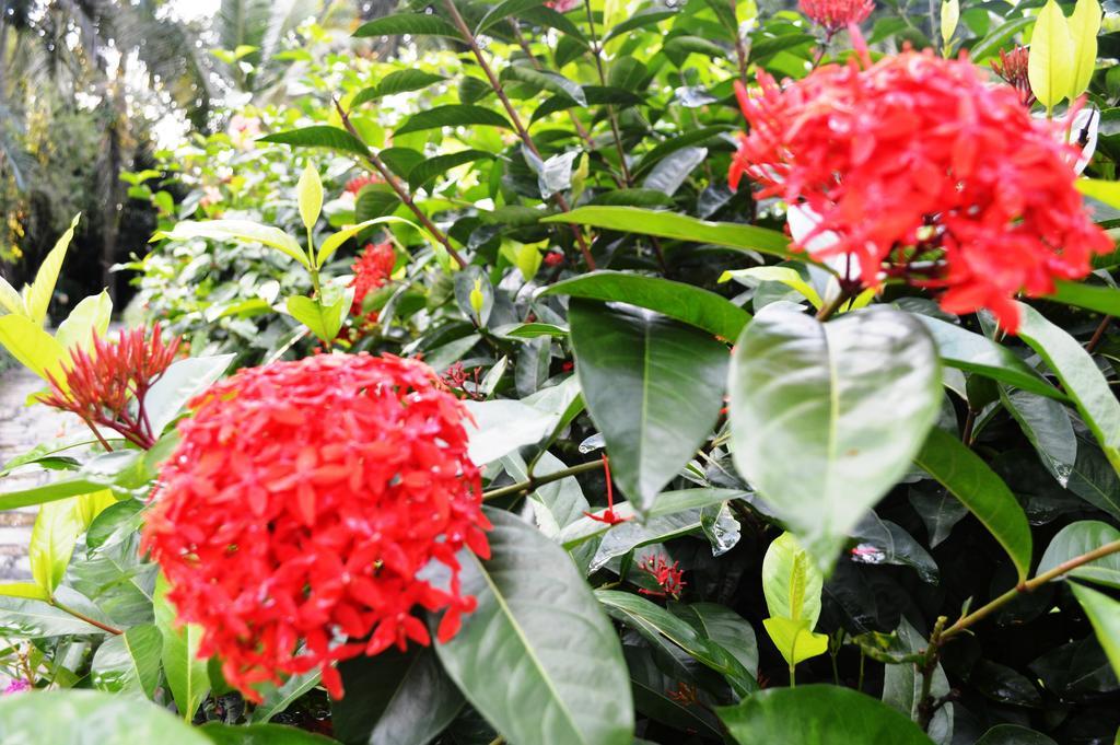 Chitwan Paradise Hotel Sauraha Kültér fotó